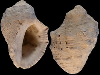 Variation116067