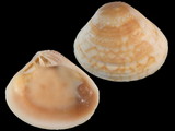 Variation216072