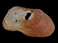 Variation316081