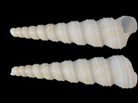 Variation116107