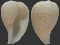 Variation216117