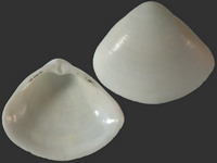 Mactra luzonica