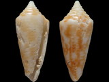 Conus elegans