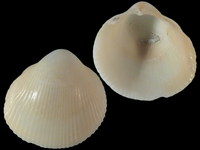 Fulvia fragilis