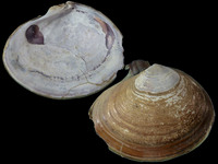 Nuttalia japonica