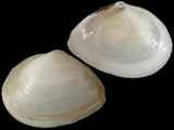 Macoma incongrua