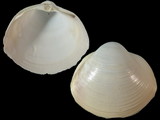 Variation316164