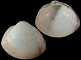 Mactra quadrangularis