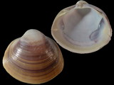 Variation216168