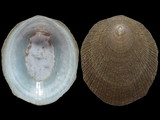 Nippoacmea concinna