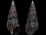 Variation116188