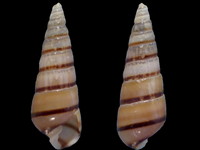 Tiberia pulchella