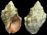 Thais haemastoma haemastoma