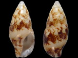 Mitrella bicincta