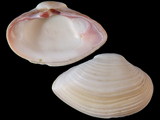 Corbula erythrodon