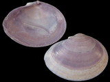 Nuttalia ezonis