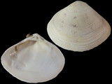 Variation216274