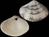 Variation316276
