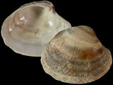 Leukoma decussata