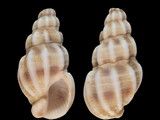 Trigonostoma stenomphala