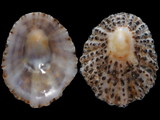 Patella piperata