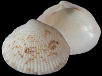 Timoclea costellifera