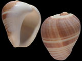 Variation216418