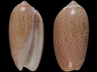 Variation116436