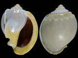 Variation316442