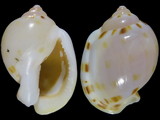 Variation216444