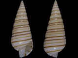 Variation216454