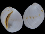 Variation216456