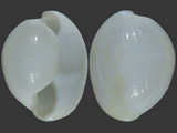 Variation316462