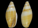 Strigatella ambigua