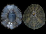 Variation316493