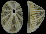 Diodora rueppellii