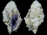 Variation116504