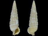 Cerithium salebrosum