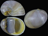 Neritina madecassinum