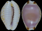 Variation216540