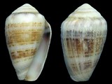 Conus dorreensis