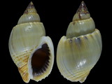 Variation216561