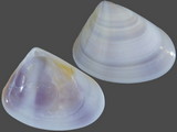 Variation316568