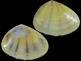 Donax trifasciatus