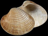 Callista planatella