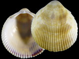 Acrosterigma simplex