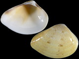 Variation316605