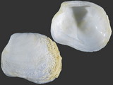 Variation216606