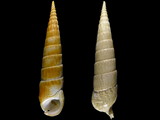 Pseudovertagus nobilis