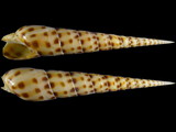 Variation216625